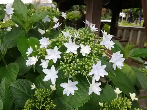 白山神社の自然