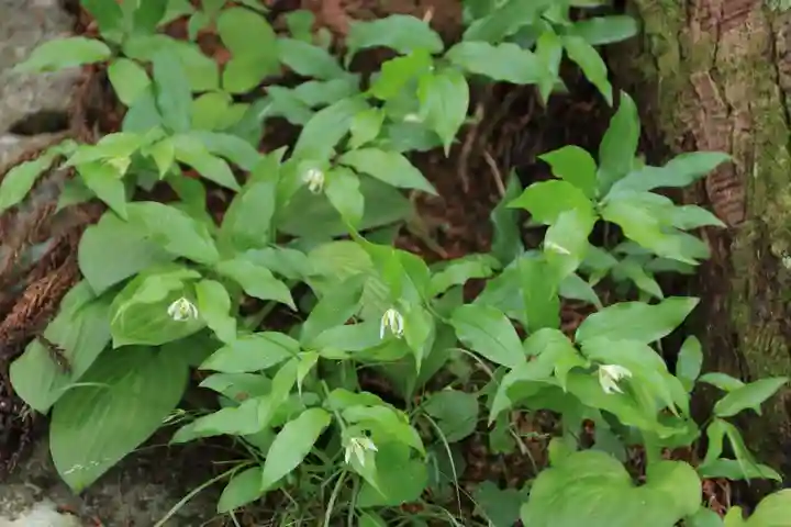 八幡神社の自然