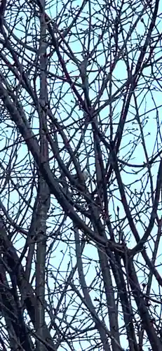 留辺蘂神社の自然