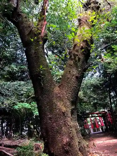 手力雄神社の自然