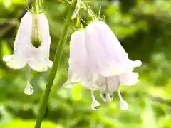 白鳥神社の自然