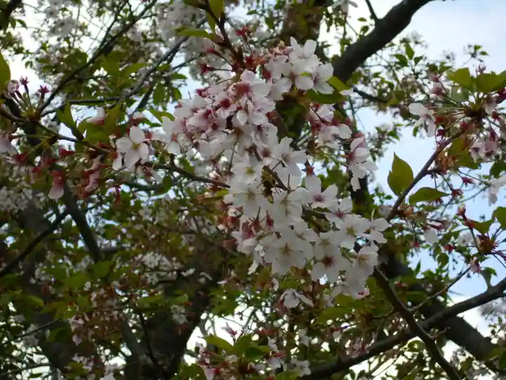 極楽寺(霊鷲山感應院極楽律寺)の自然