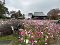 般若寺 ❁コスモス寺❁(奈良県)