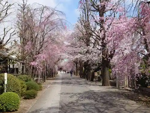 駒込天祖神社の自然