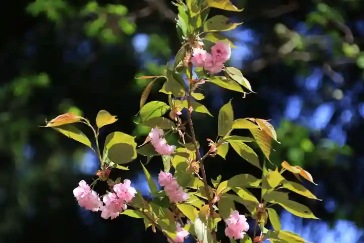 紀伊宮神社の自然