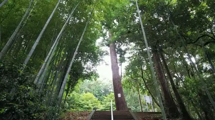 蔵敷熊野神社の自然