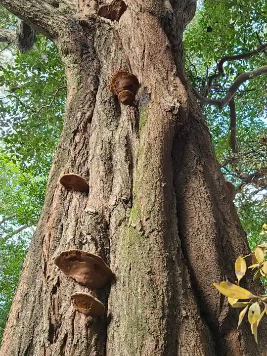 代田八幡宮(山口県)