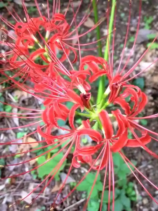 田端神社(東京都)