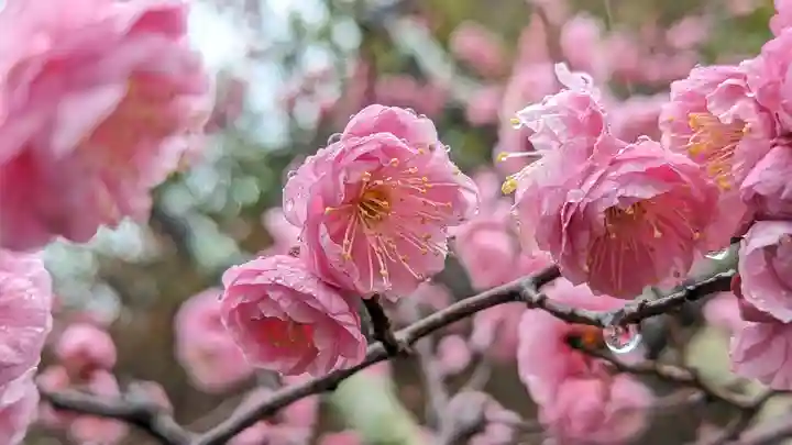 長岡天満宮(京都府)