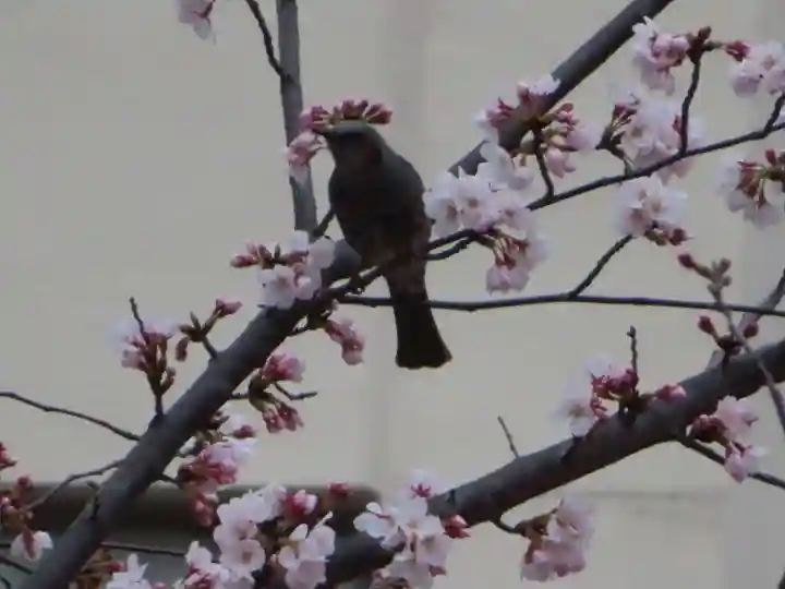 三輪神社の動物