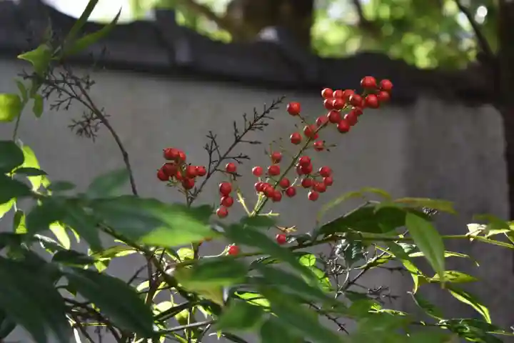 廬山寺(廬山天台講寺)の自然