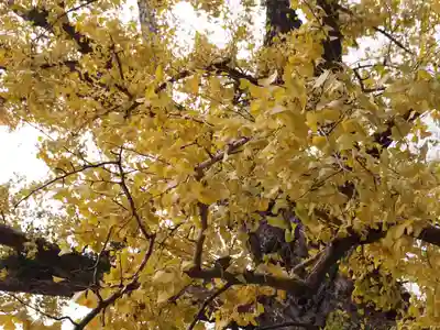 天王山 安楽寺(福井県)