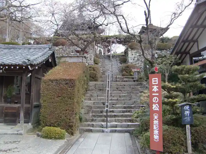 善峯寺(京都府)