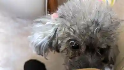 善行院(京都府)