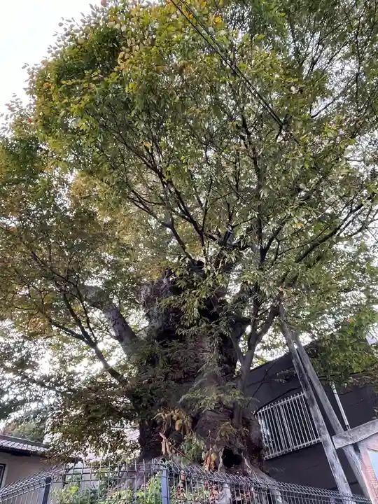 犬塚・犬塚の欅の自然