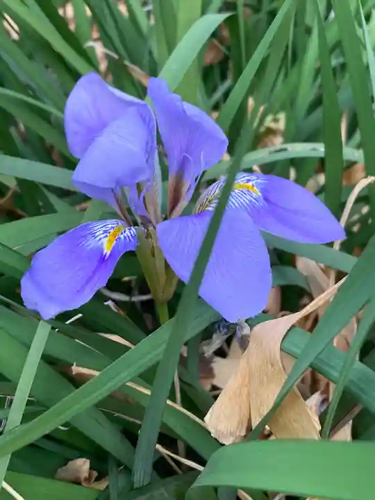 寛永寺不忍池弁天堂の自然