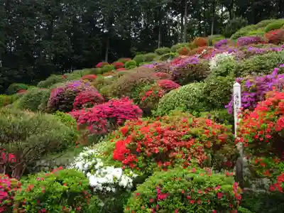 塩船観音寺の自然