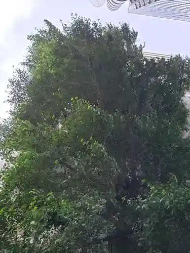 箒銀杏天満宮の自然