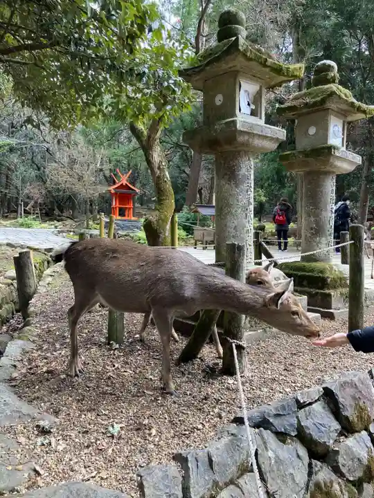 春日大社の動物