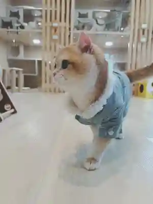 高台寺（高台寿聖禅寺・高臺寺）(京都府)