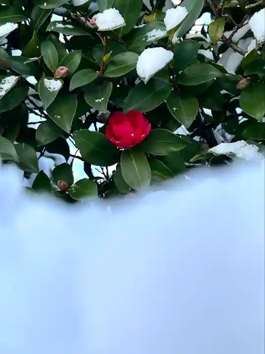 木留神社の自然