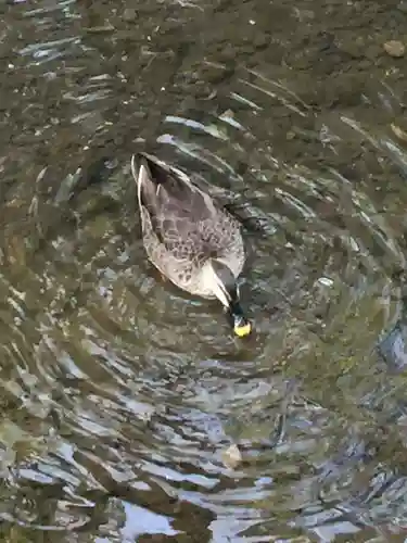 明王院（満願寺別院）の動物