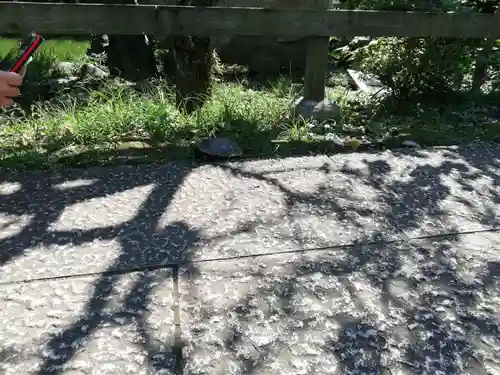 亀戸天神社の動物