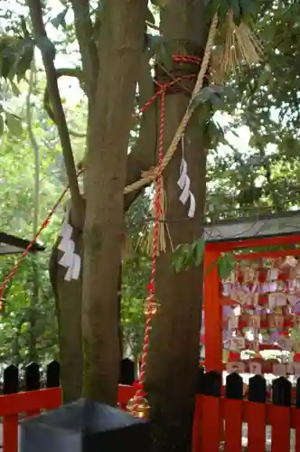 賀茂御祖神社（下鴨神社）の自然