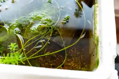 住吉神社(山口県)