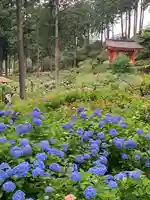 三室戸寺の庭園