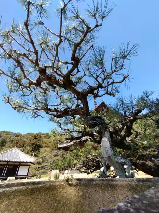 根来寺の{uncategorized: "未分類", other: "その他", undefined: "問題あり", building: "その他建物", grave: "お墓", sacred_gate: "鳥居", guardian: "狛犬", statue: "像", buddha: "仏像", history: "歴史", nature: "自然", garden: "庭園", animal: "動物", pagoda: "塔", temizu: "手水舎", mountain_gate: "山門・神門", sanctuary: "本殿・本堂", subordinate: "末社・摂社", art: "芸術", scenery: "景色", jizo: "地蔵", ema: "絵馬", goshuin: "御朱印", omikuji: "おみくじ", items: "授与品その他", amulet: "お守り", goshuincho: "御朱印帳", eats: "食事", festival: "お祭り", votive_dance: "神楽", shichigosan: "七五三参", wedding: "結婚式", experience: "体験その他", initially: "初詣", around: "周辺", anti_infection: "感染症対策"}
