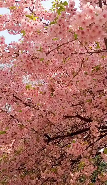 新井薬師(梅照院)(東京都)