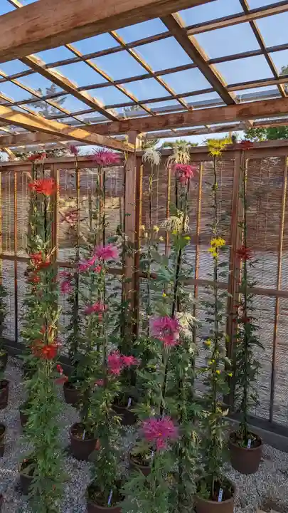 大覚寺(京都府)