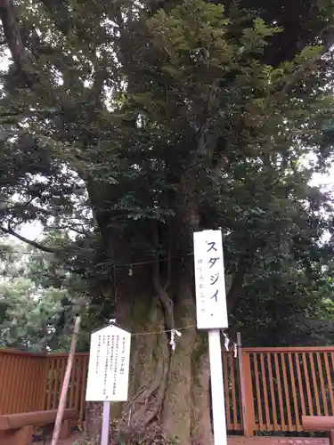 石神神社の自然