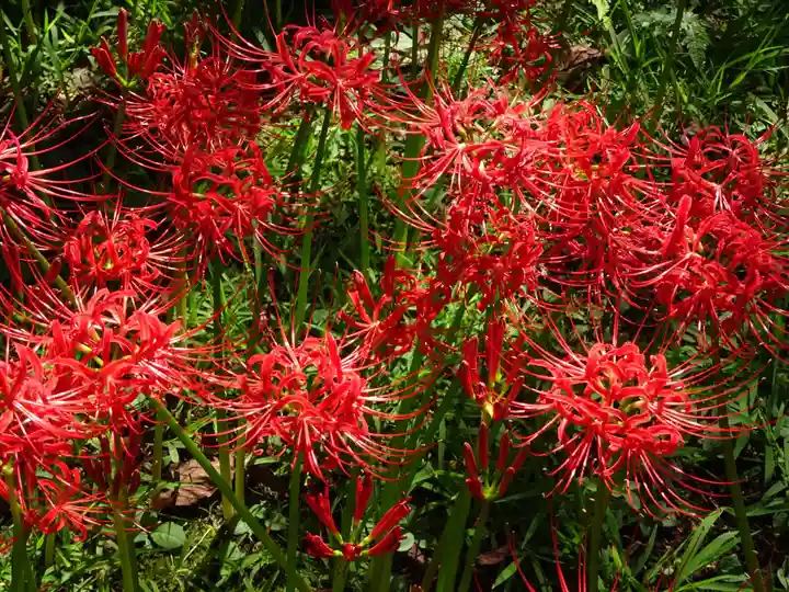 横浜 西方寺の自然