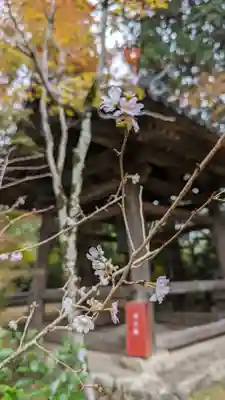 十輪寺(京都府)