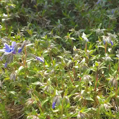寿量山　速成寺(奈良県)