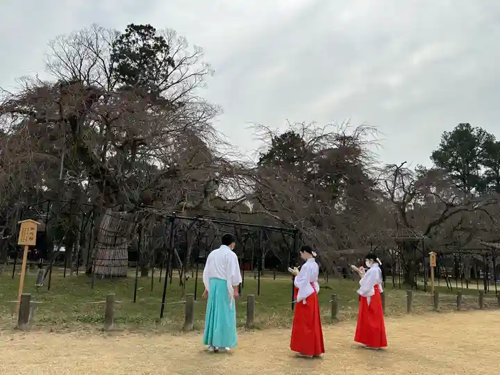 賀茂別雷神社(上賀茂神社)(京都府)