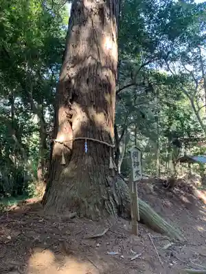 天満神社(千葉県)