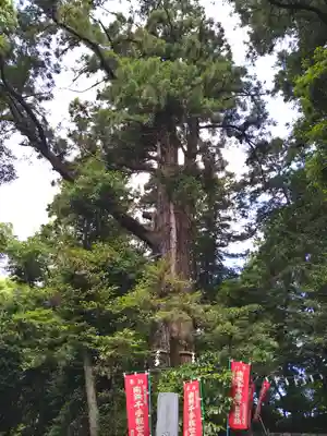 塩船観音寺(東京都)