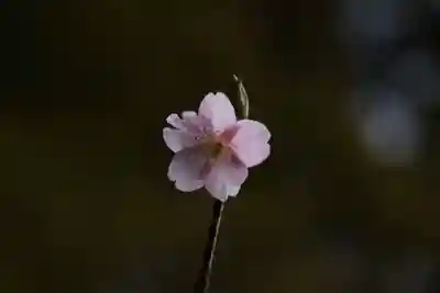 大國主神社の自然