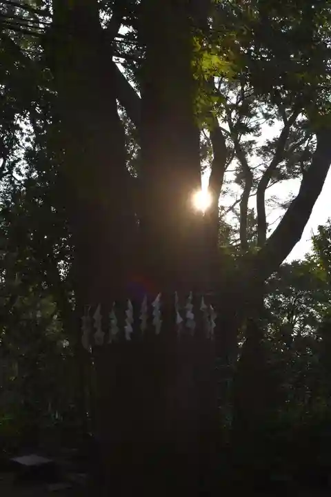 代々木八幡宮の自然