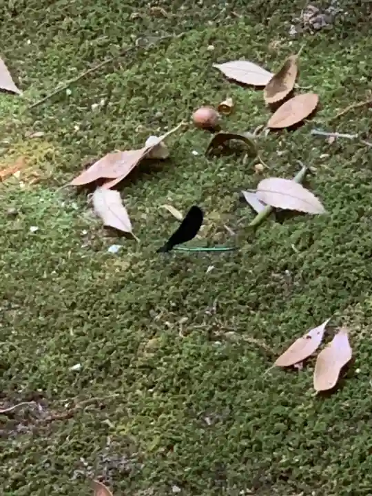 村屋坐弥冨都比売神社(奈良県)