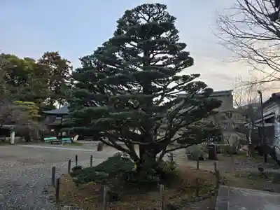 梅宮大社(京都府)