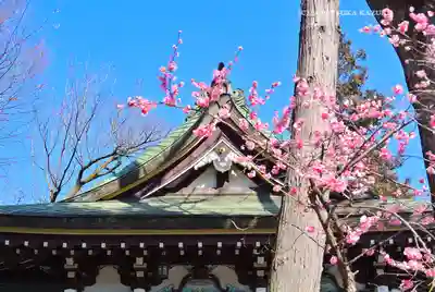 川越八幡宮(埼玉県)