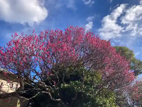 観音蜜寺(神奈川県)