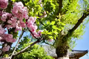 福王山 慈眼寺の自然(2025年04月17日(木) 08時42分53秒投稿)