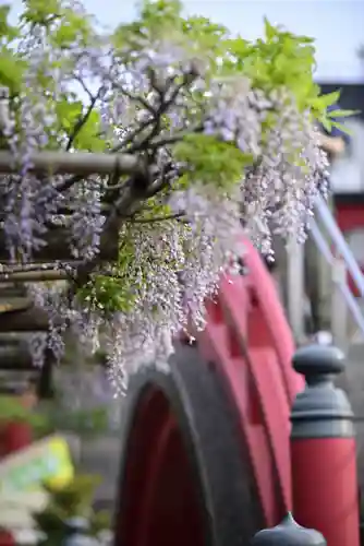 亀戸天神社の自然