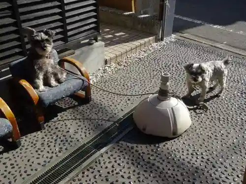 菊名神社の動物