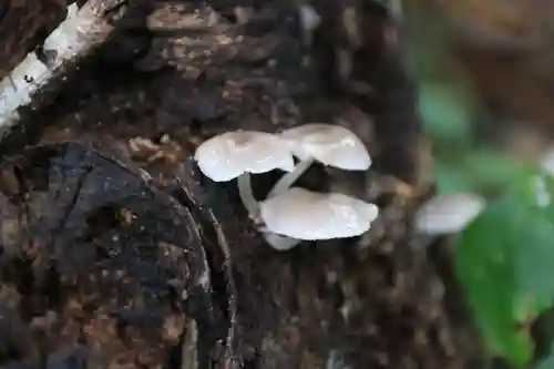 鹿島大神宮の自然